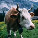 Logo of Cow Wallpapers android Application 