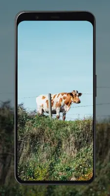 Cow Wallpapers android App screenshot 0