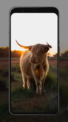 Cow Wallpapers android App screenshot 1