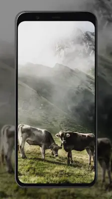 Cow Wallpapers android App screenshot 2