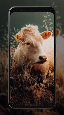 Cow Wallpapers android App screenshot 3