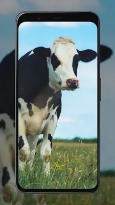 Cow Wallpapers android App screenshot 4