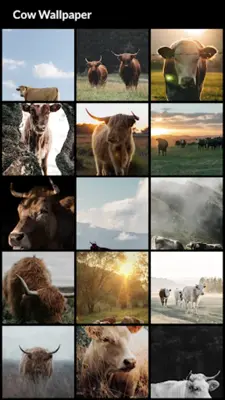 Cow Wallpapers android App screenshot 6